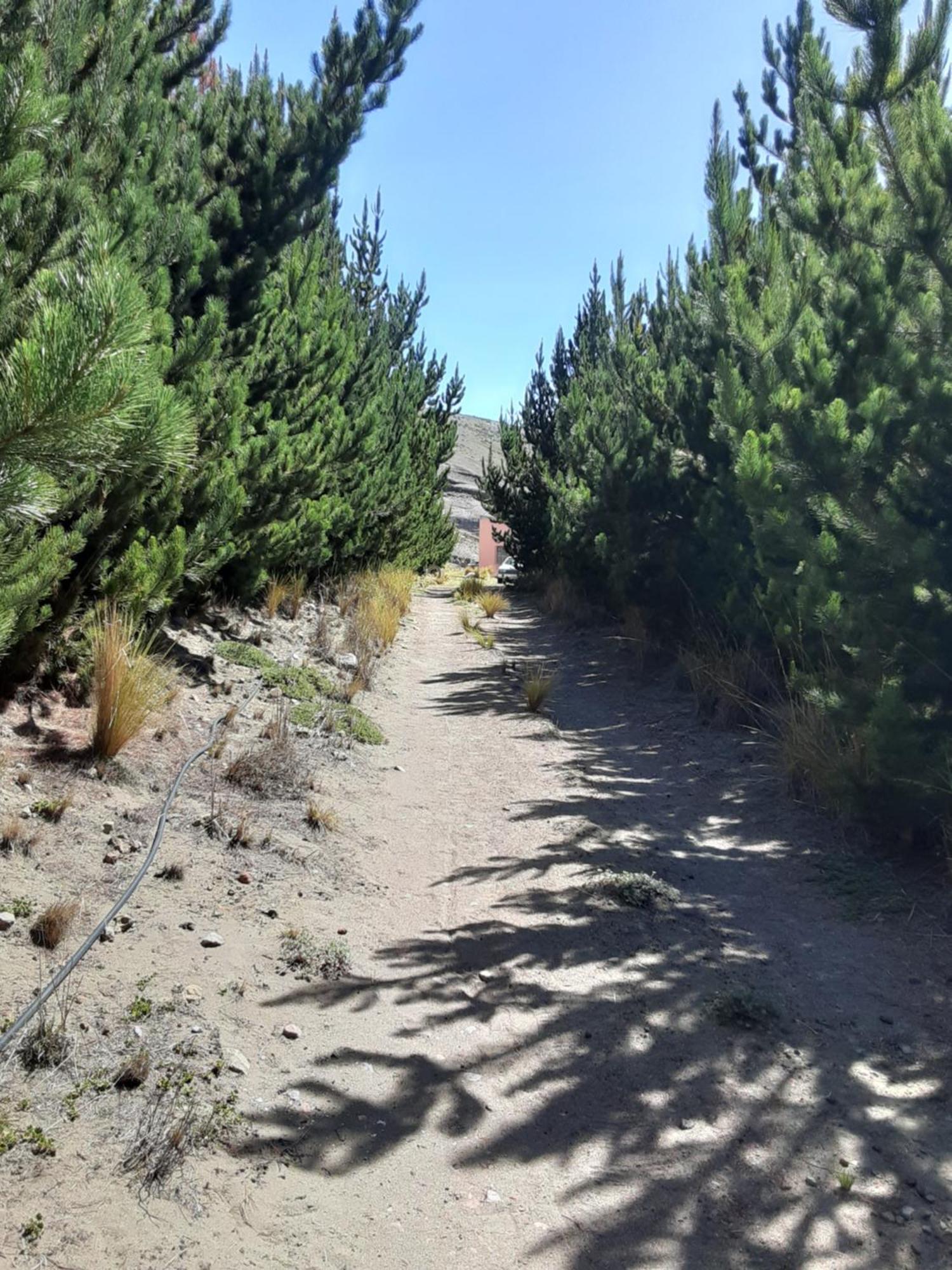 Hospedaje Chimborazo Dış mekan fotoğraf